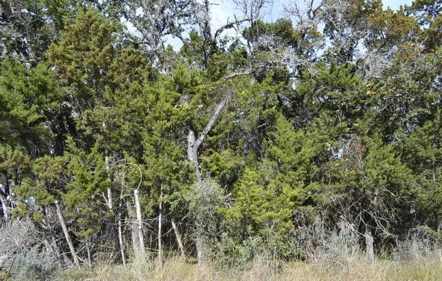 rental at LOT 304 Whartons Dock in Bandera, TX — photo 1