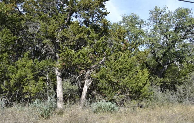 rental at LOT 304 Whartons Dock in Bandera, TX — photo 4