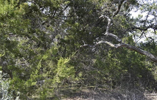 rental at LOT 304 Whartons Dock in Bandera, TX — photo 5