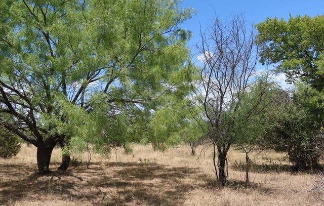 Home for sale at TBD Cypress in Bandera, TX — photo 1