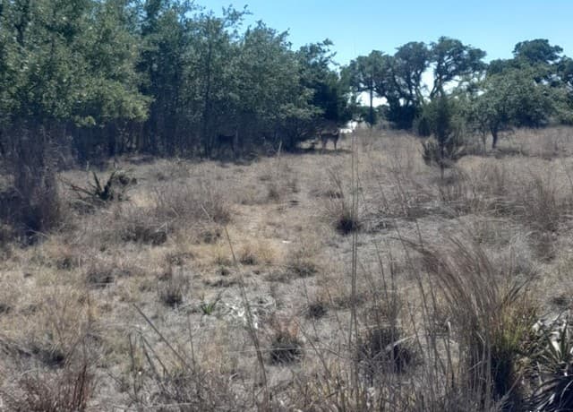 rental at 232 Hiram Cook in Blanco, TX — photo 4