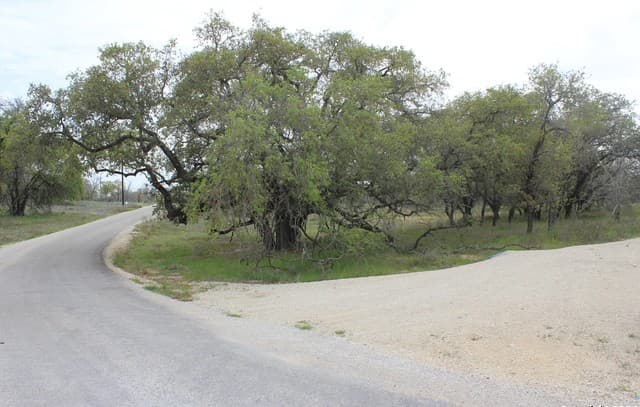 rental at 818 Encino Way in Natalia, TX — photo 4