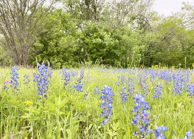 rental at 210 Shamrock Dr in Floresville, TX — photo 5