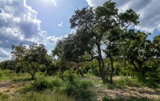 rental at LOT 6 Messina Cyn in San Antonio, TX — photo 1
