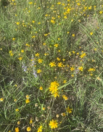 rental at LOT 45 Trophy Dr in Bergheim, TX — photo 5