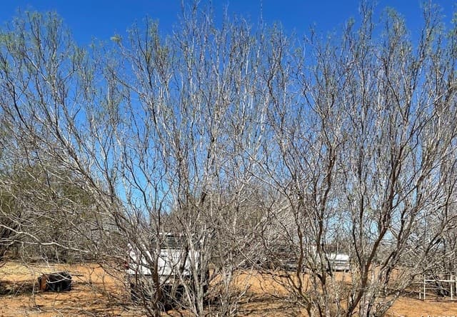 rental at 1010 Cr 308A in Jourdanton, TX — photo 4