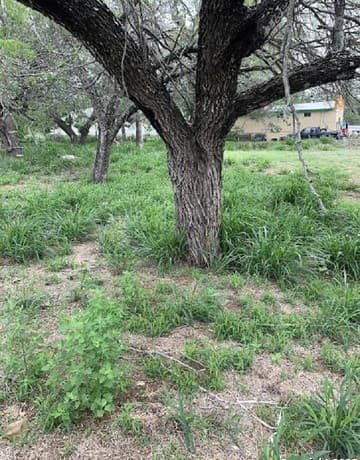rental at 413 Ross in Devine, TX — photo 3