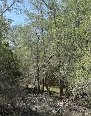 rental at 421 Kerr Ave in Sutherland Springs, TX — photo 3