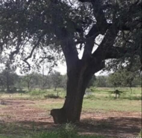 rental at 277 Nob in Floresville, TX — photo 5