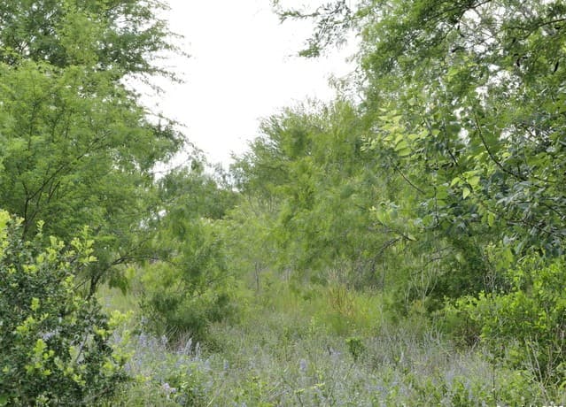 rental at TRACT 6 County Rd 208 in Hobson, TX — photo 3