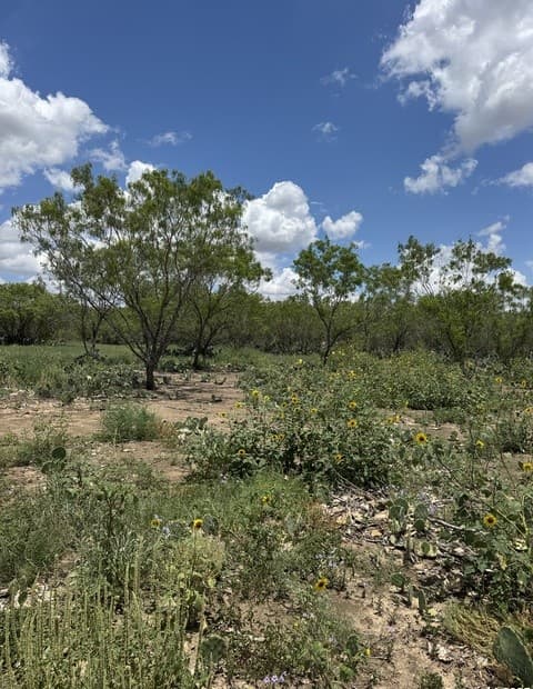 rental at 02 Windmill Ranchettes CR 329 in Jourdanton, TX — photo 4