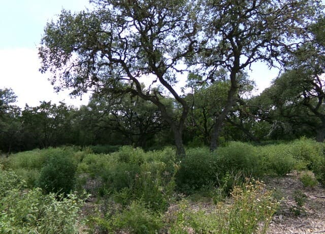 rental at 1881 Grand Oaks in Hondo, TX — photo 5