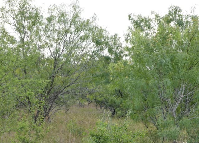 rental at TRACT 7 TBD Cr 208 in Hobson, TX — photo 4