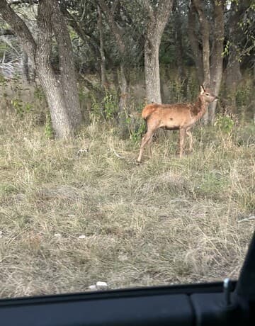 rental at 1 Utopia Forest in Dhanis, TX — photo 3