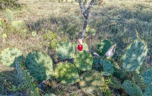 rental at 1 Utopia Forest in Dhanis, TX — photo 5