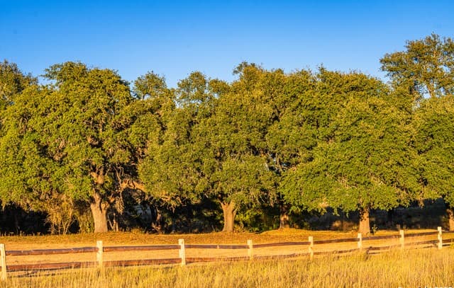 rental at 326 Lehne Ln in Fredericksburg, TX — photo 4