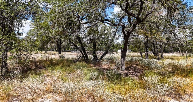 rental at 141 Oak Hill in La Vernia, TX — photo 4