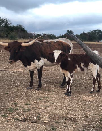 rental at LOT 31 Shady Hollow in Blanco, TX — photo 5