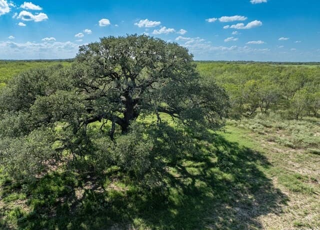 Home for sale at 444 County Road 748 in Yancey, TX — photo 3