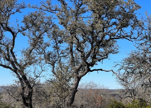 rental at TBD Waring Welfare Rd in Waring, TX — photo 3