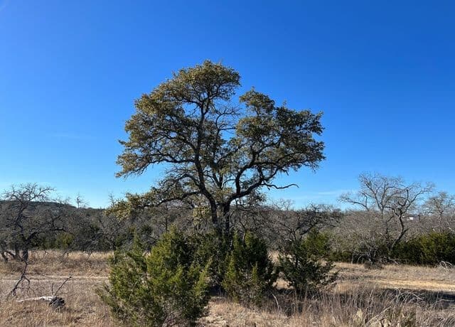 rental at TBD Waring Welfare Rd in Waring, TX — photo 5