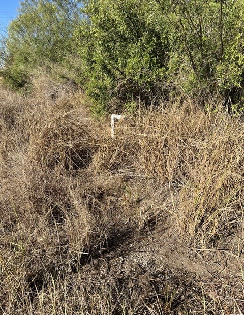 rental at 00 Mesquite and Mulberry in Jourdanton, TX — photo 3