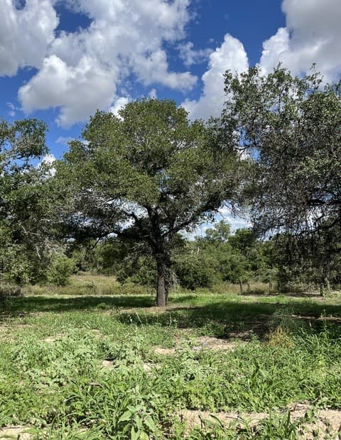 rental at LOT D 497 Cr 124 in Floresville, TX — photo 5