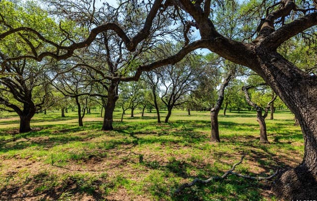 rental at 1114 Meadowlark Driv in Fredericksburg, TX — photo 1