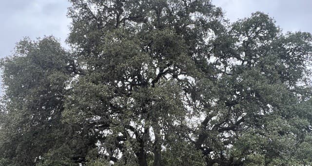 Home for sale at LOT 24 Heinen Circle in Bandera, TX — photo 2