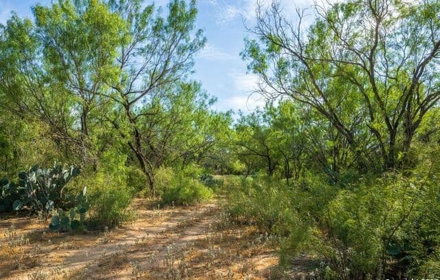 Home for sale at CR 732 Cr in Yancey, TX — photo 4