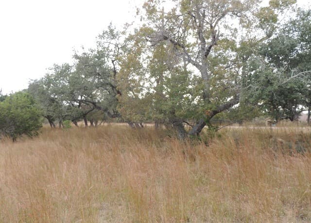 rental at 558 Mystic Breeze in Spring Branch, TX — photo 4
