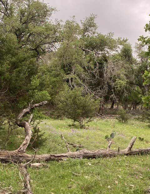 rental at 106 Ulmus in Fredericksburg, TX — photo 2