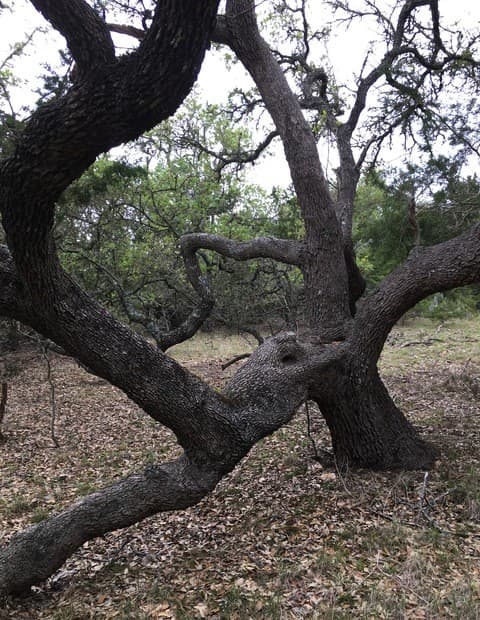 rental at 106 Ulmus in Fredericksburg, TX — photo 3