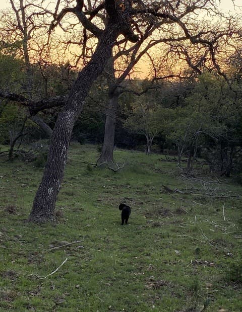rental at 106 Ulmus in Fredericksburg, TX — photo 4