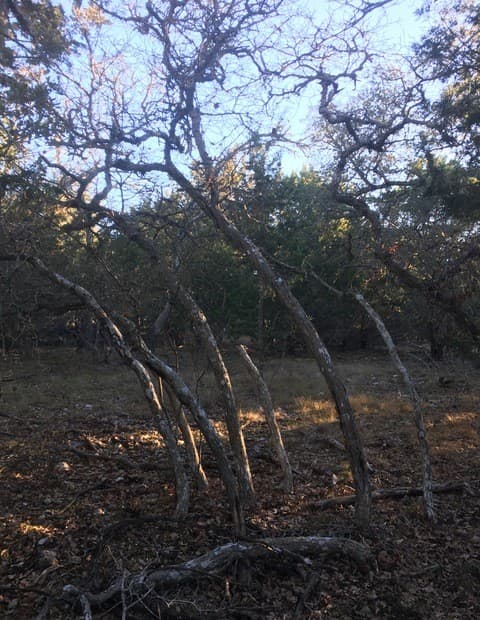 rental at 106 Ulmus in Fredericksburg, TX — photo 5