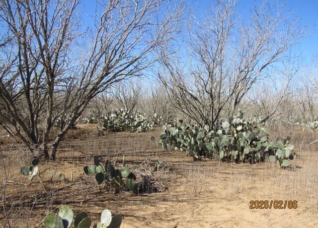 rental at 2662 County Road 307 in Floresville, TX — photo 2