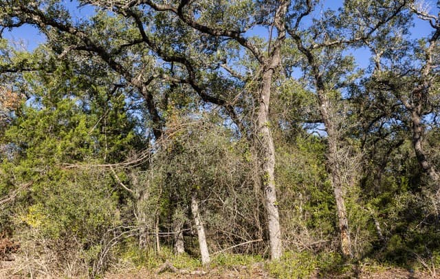 rental at BLOCK 1, LOT 24 Standing Tall in Boerne, TX — photo 5