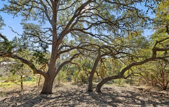 rental at 111 La Luna Drive in Blanco, TX — photo 4