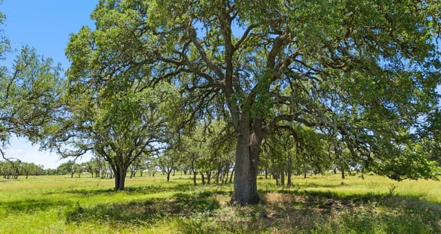 rental at TBD TR2 Lindeman Ln in Blanco, TX — photo 5