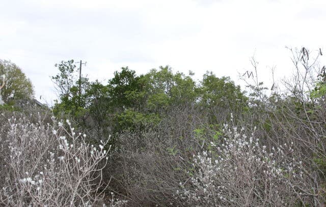 rental at TBD County Road 573 in Castroville, TX — photo 4