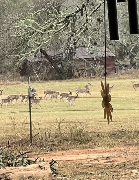 rental at 1384 County Road 326 in Adkins, TX — photo 5