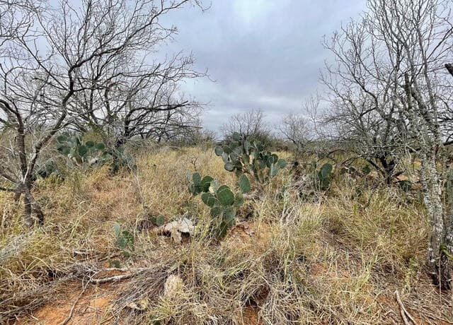 rental at 7.55 ACRES Cr 2701 in Bigfoot, TX — photo 3