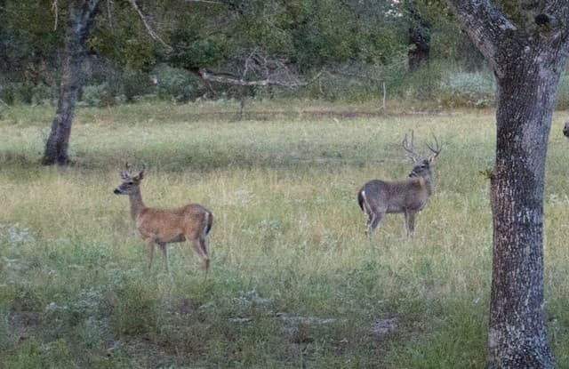 rental at 534 Whitetail dr in Adkins, TX — photo 5