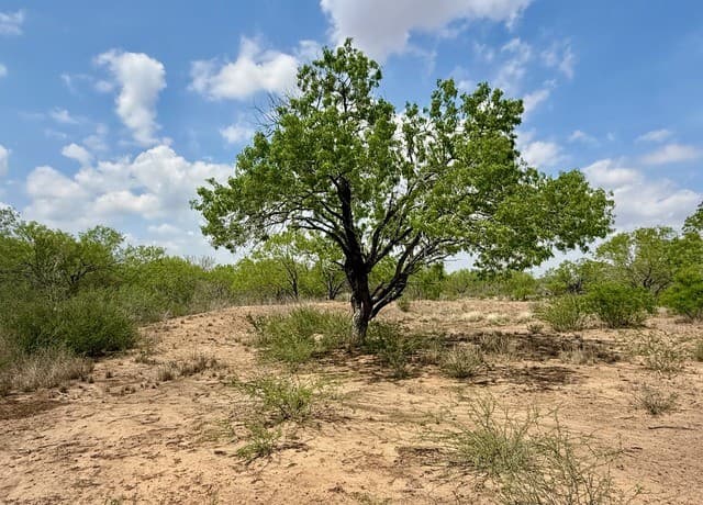 rental at LOT 4 Fm 1332 in Jourdanton, TX — photo 4
