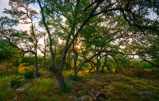 rental at 000 Rambling Oaks Ranch in Spring Branch, TX — photo 2