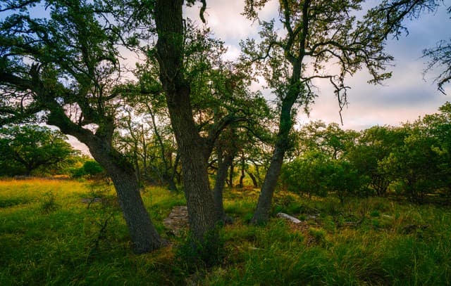 rental at 000 Rambling Oaks Ranch in Spring Branch, TX — photo 3