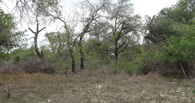 rental at 22823 Cherry Rock in Elmendorf, TX — photo 5