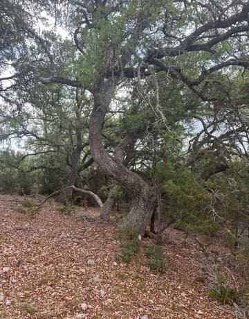 rental at LOT 76 Sunriver in Boerne, TX — photo 3
