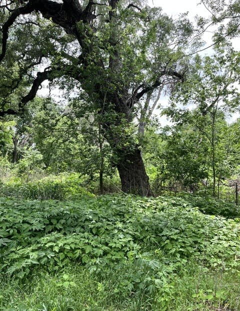 rental at 12760 Bernhardt Rd in San Antonio, TX — photo 1