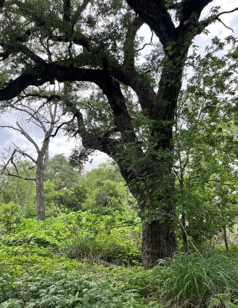 rental at 12760 Bernhardt Rd in San Antonio, TX — photo 3